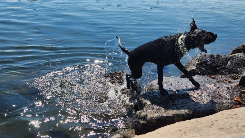 Riverbend Dog Park - Bend, OR