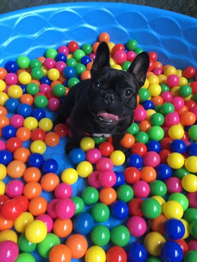 Pine Creek Kennels Pet Resort - Benton, PA