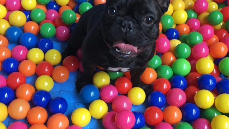 Pine Creek Kennels Pet Resort - Benton, PA