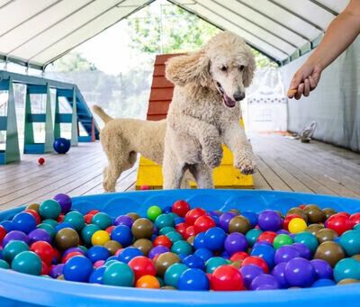 Pine Creek Kennels Pet Resort - Benton, PA