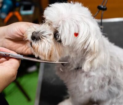 Pine Creek Kennels Pet Resort - Benton, PA