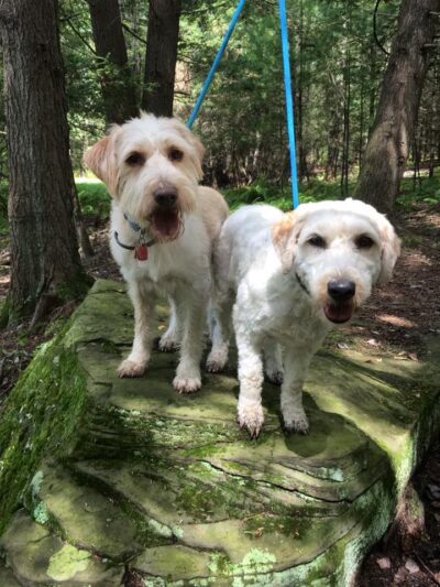 Pine Creek Kennels Pet Resort - Benton, PA