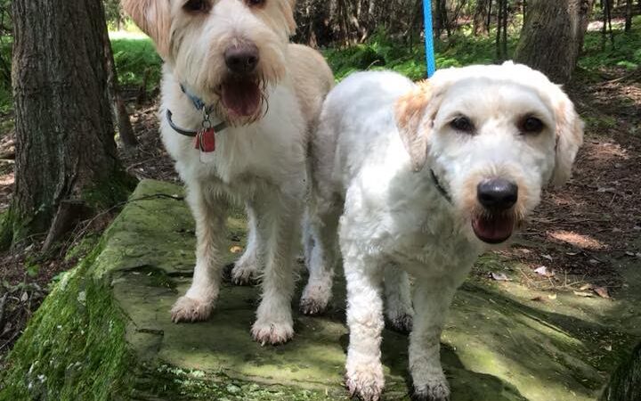 Pine Creek Kennels Pet Resort - Benton, PA