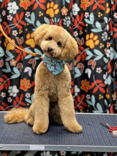 Little B's Barkspace - Berkeley Springs, WV