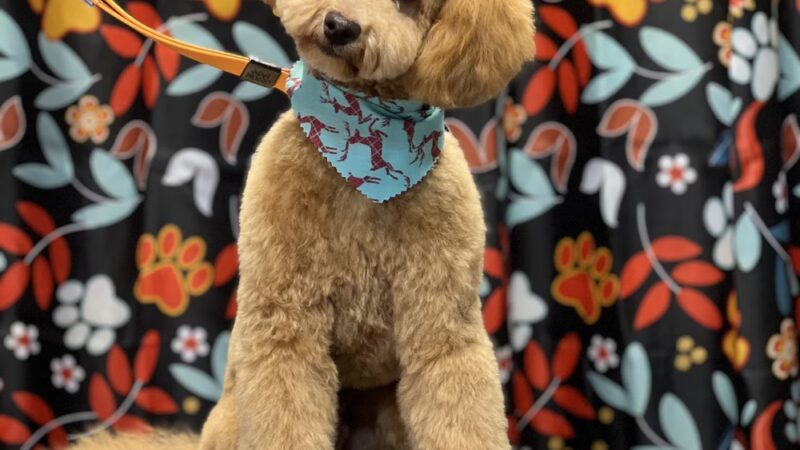 Little B's Barkspace - Berkeley Springs, WV