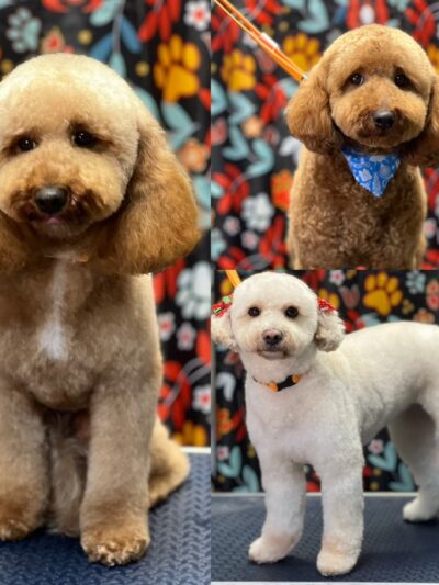 Little B's Barkspace - Berkeley Springs, WV