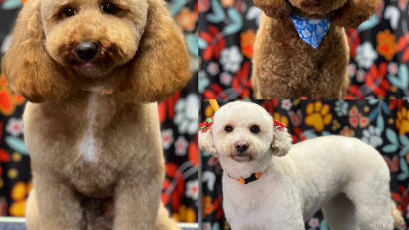 Little B's Barkspace - Berkeley Springs, WV