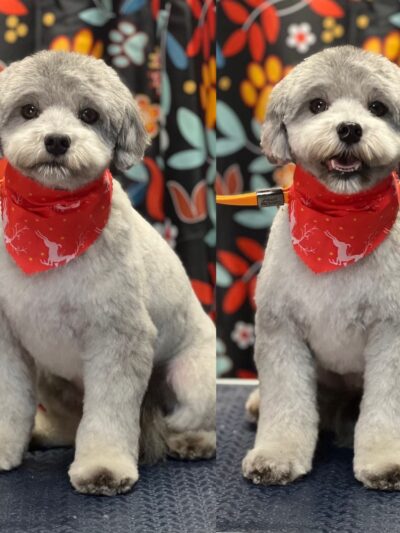 Little B's Barkspace - Berkeley Springs, WV