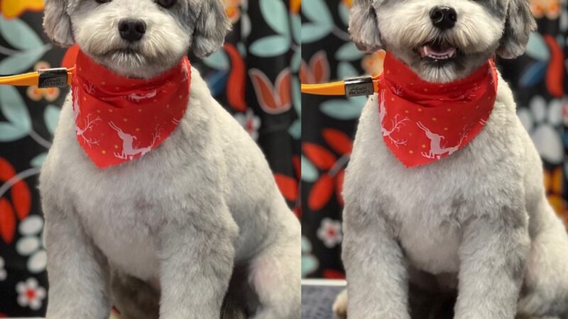 Little B's Barkspace - Berkeley Springs, WV