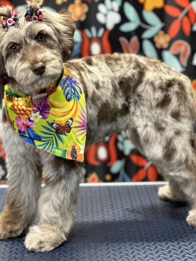 Little B's Barkspace - Berkeley Springs, WV