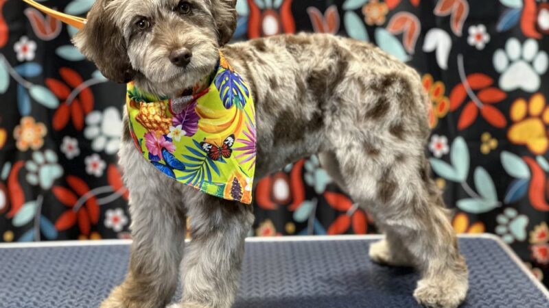 Little B's Barkspace - Berkeley Springs, WV