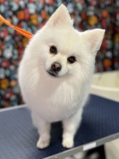 Little B's Barkspace - Berkeley Springs, WV