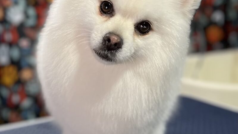 Little B's Barkspace - Berkeley Springs, WV