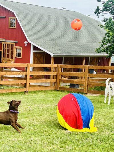 Paws Claws & Stalls Pet Lodge - Berkeley Springs, WV