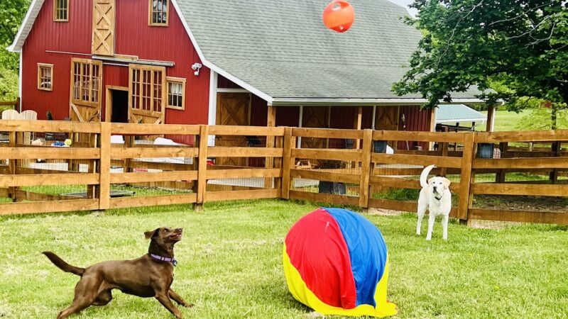 Paws Claws & Stalls Pet Lodge - Berkeley Springs, WV