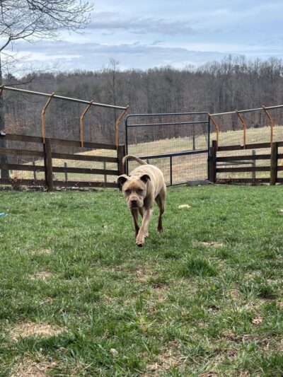 Paws Claws & Stalls Pet Lodge - Berkeley Springs, WV