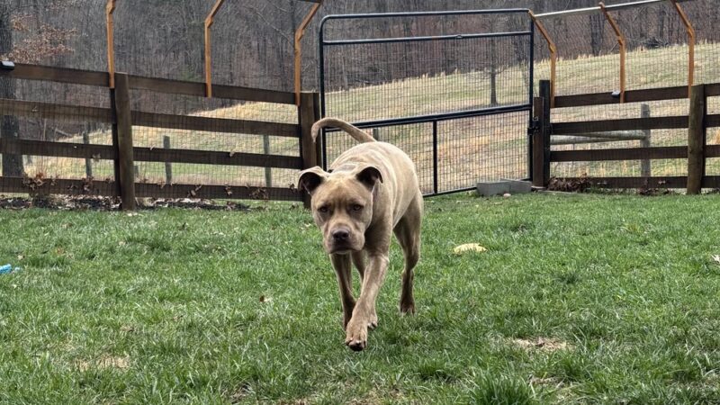 Paws Claws & Stalls Pet Lodge - Berkeley Springs, WV