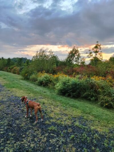 Hatchery Brook Conservation Area - Berlin, CT