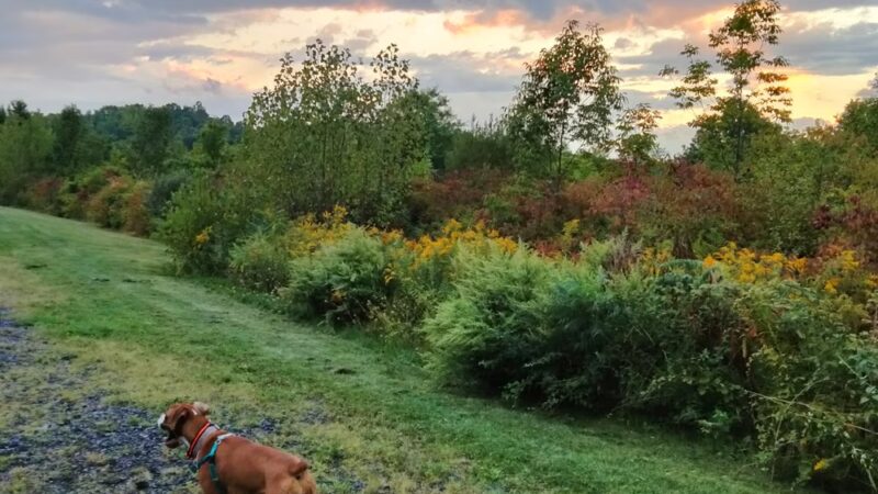Hatchery Brook Conservation Area - Berlin, CT