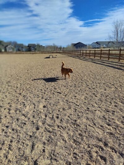 Berthoud Dog Park - Berthoud, CO