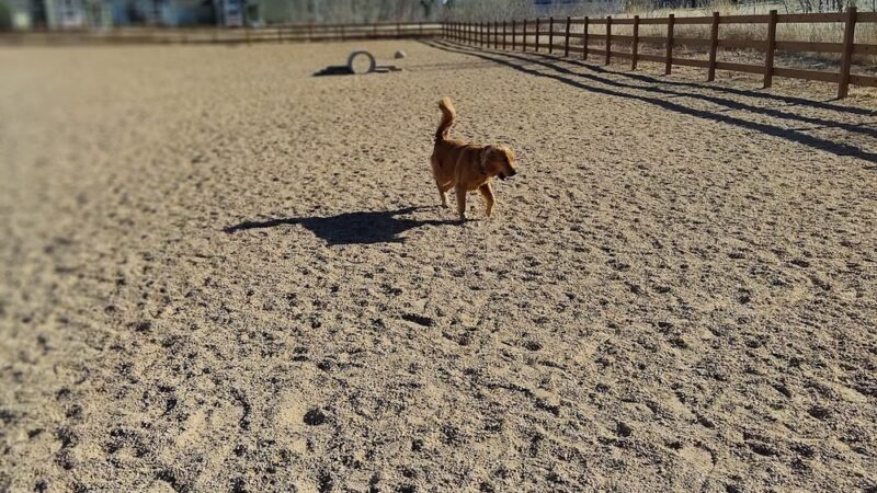 Berthoud Dog Park - Berthoud, CO