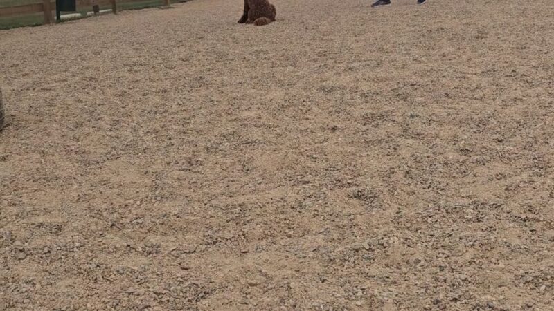 Berthoud Dog Park - Berthoud, CO