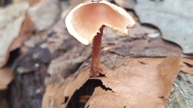 Crabby Creek Park - Berwyn, PA