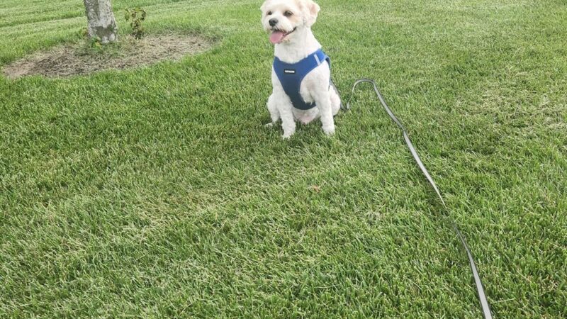 Bethany Beach Central Park - Bethany Beach, DE