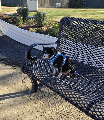 Bethel Island Community Park - Bethel Island, CA
