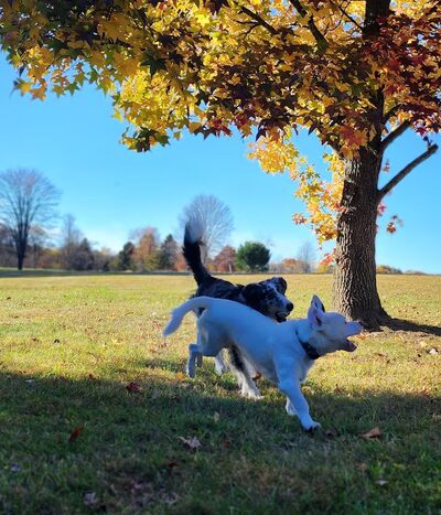 Crooked Creek Lake Recreation Area - Bethel Township, PA