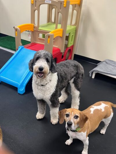 Bethesda Doghouse - Bethesda, MD