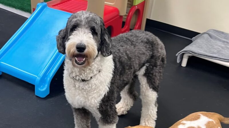 Bethesda Doghouse - Bethesda, MD