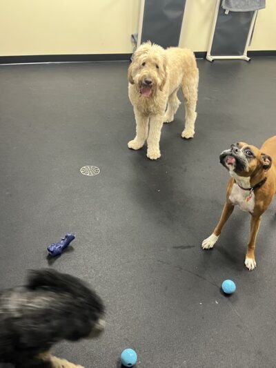 Bethesda Doghouse - Bethesda, MD