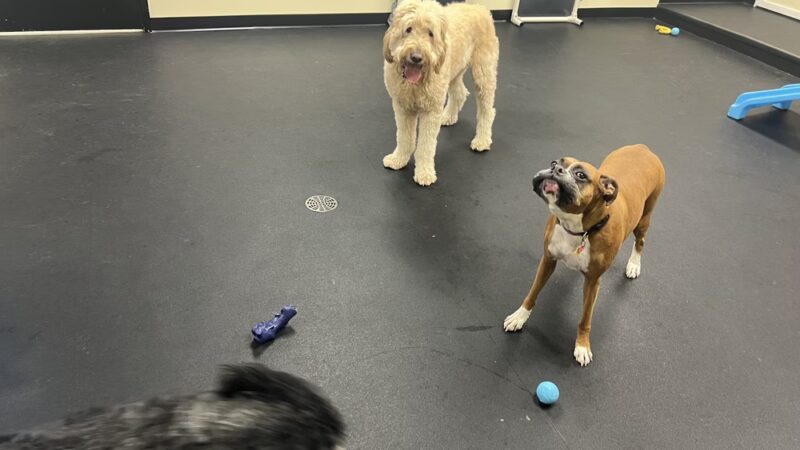 Bethesda Doghouse - Bethesda, MD