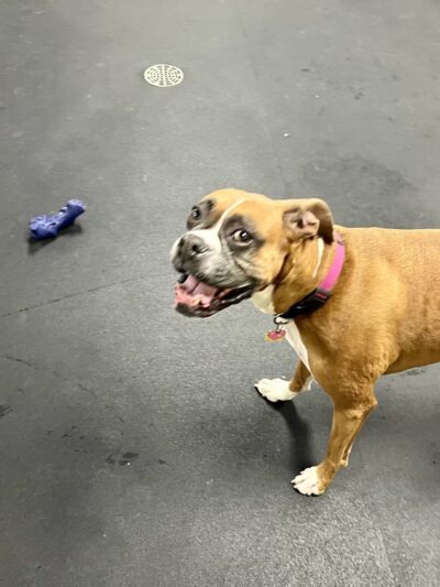 Bethesda Doghouse - Bethesda, MD