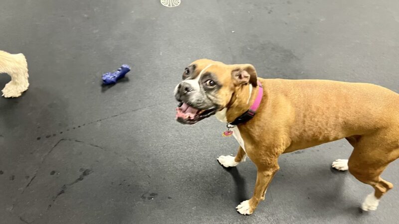 Bethesda Doghouse - Bethesda, MD