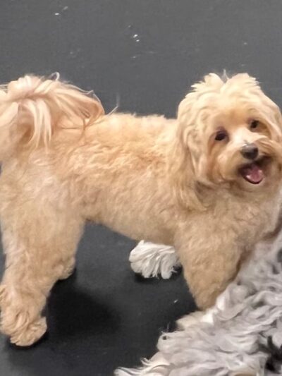 Bethesda Doghouse - Bethesda, MD