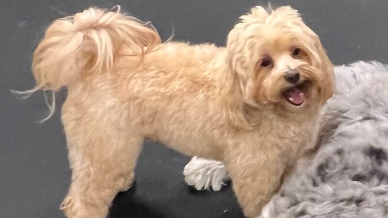 Bethesda Doghouse - Bethesda, MD