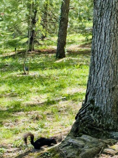 Bethesda Trolley Trail - Bethesda, MD