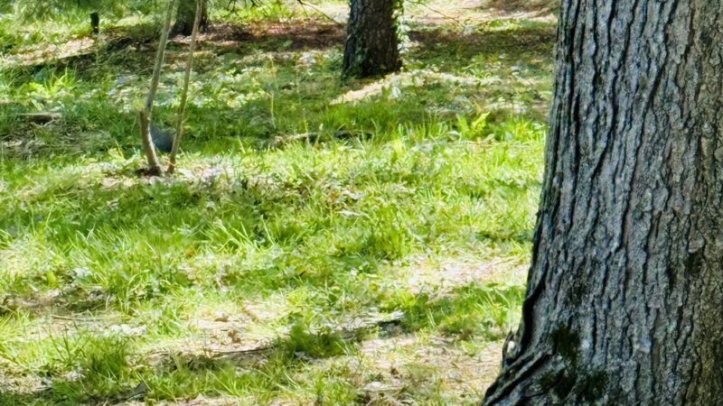 Bethesda Trolley Trail - Bethesda, MD