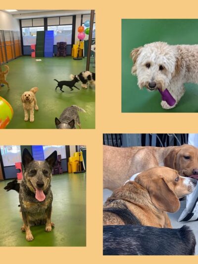 Bone Jour Inc. - Bethesda, MD