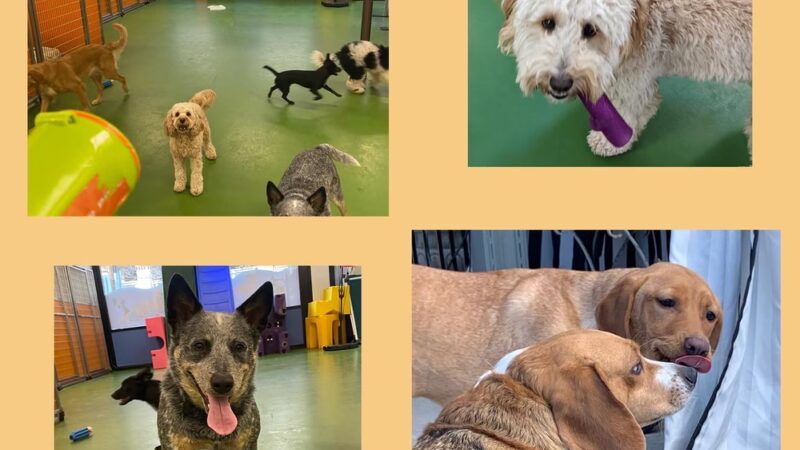 Bone Jour Inc. - Bethesda, MD