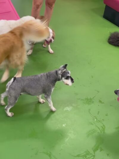 Bone Jour Inc. - Bethesda, MD