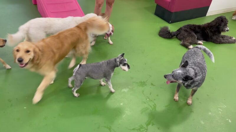 Bone Jour Inc. - Bethesda, MD