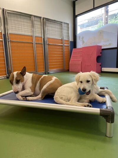 Bone Jour Inc. - Bethesda, MD