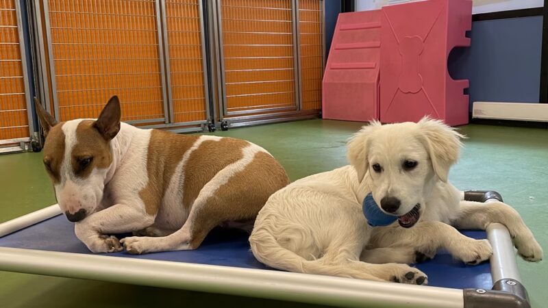 Bone Jour Inc. - Bethesda, MD