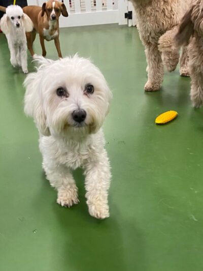 Bone Jour Inc. - Bethesda, MD