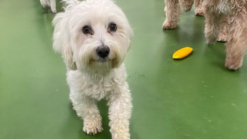 Bone Jour Inc. - Bethesda, MD