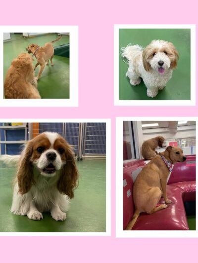 Bone Jour Inc. - Bethesda, MD