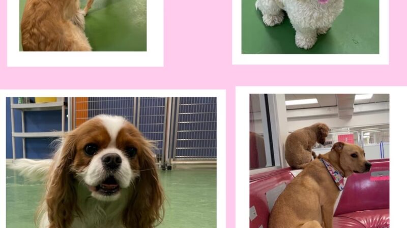 Bone Jour Inc. - Bethesda, MD